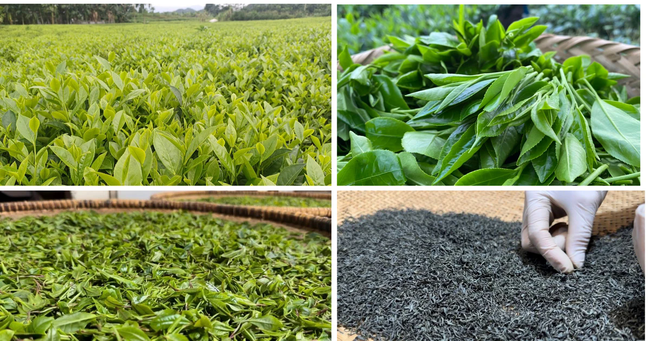 Phát triển nông nghiệp theo chuỗi giá trị: Từ liên kết sản xuất đến kiến tạo hệ sinh thái bền vững