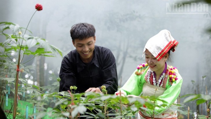 Xây dựng và bảo vệ thương hiệu Sâm Lai Châu - Ảnh 5.