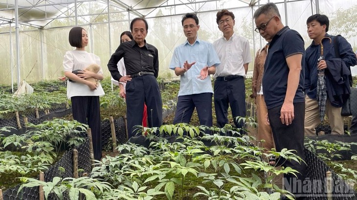 Xây dựng và bảo vệ thương hiệu Sâm Lai Châu - Ảnh 4.