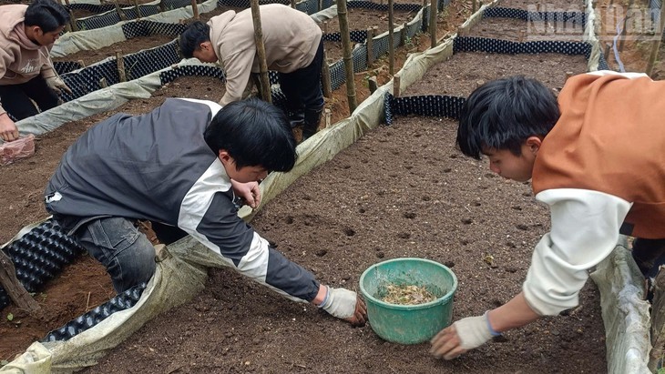 Xây dựng và bảo vệ thương hiệu Sâm Lai Châu - Ảnh 7.
