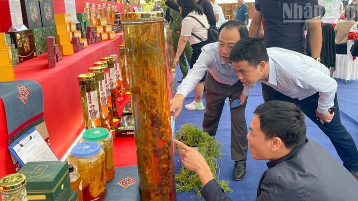 Xây dựng và bảo vệ thương hiệu Sâm Lai Châu - Ảnh 8.