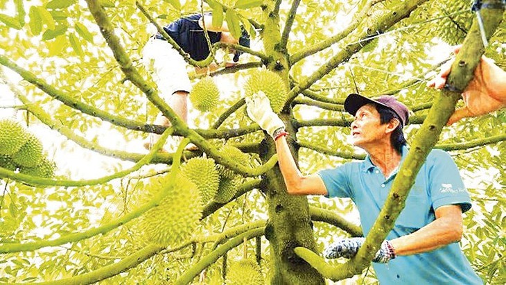 Phát triển nông nghiệp theo chuỗi giá trị: Từ liên kết sản xuất đến kiến tạo hệ sinh thái bền vững - Ảnh 2.